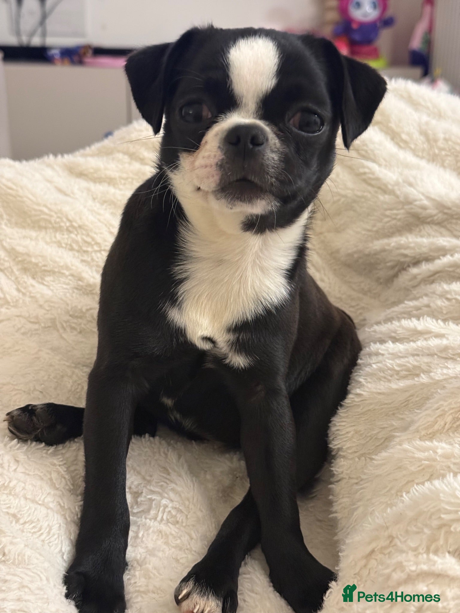 Mixed Breed dogs Chihuahua cross Brussel griffin  - Advert 1