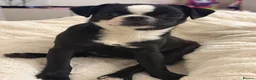 Mixed Breed dogs for sale: Chihuahua cross Brussel griffin  - Advert 1