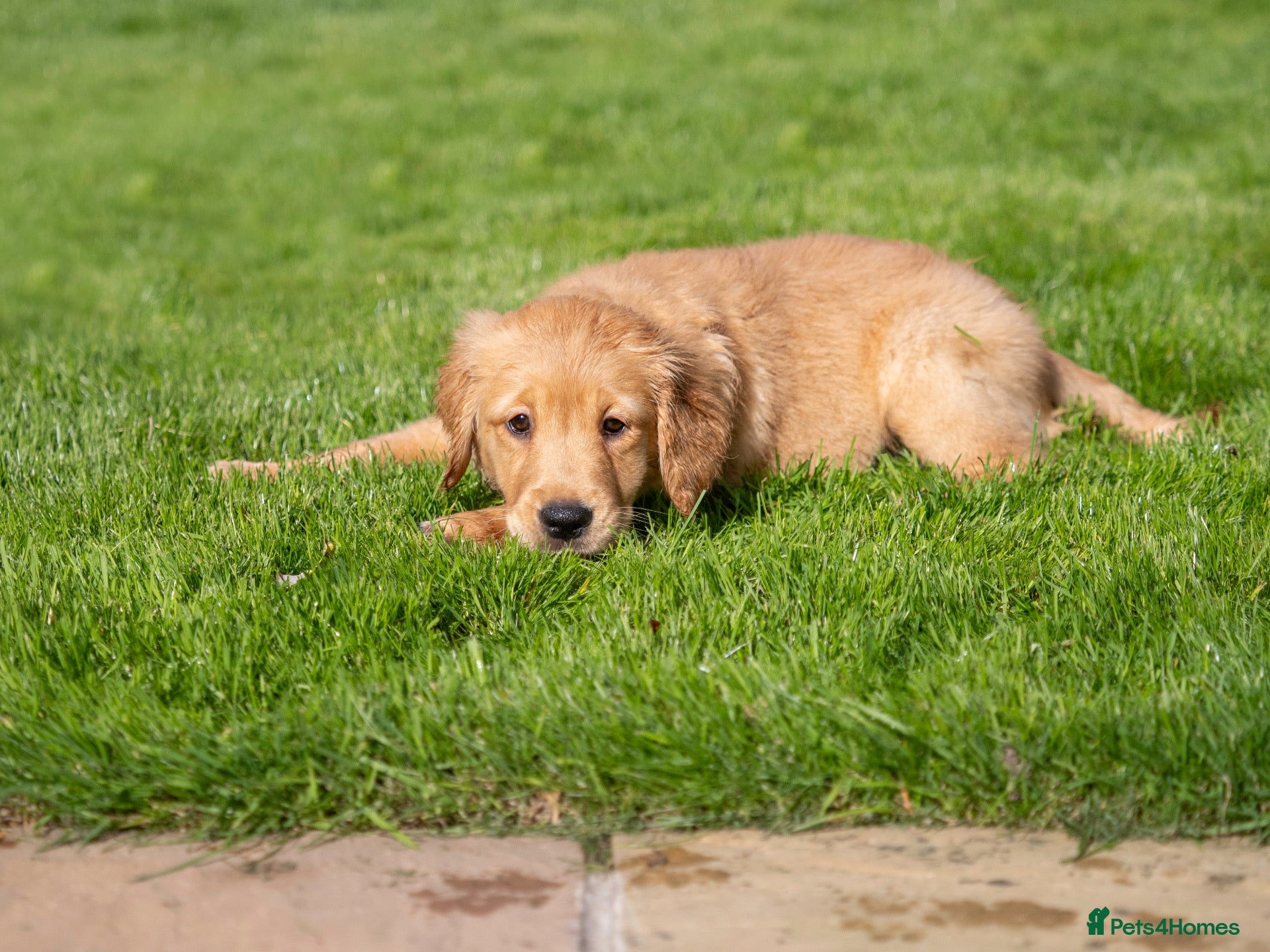 Golden Retriever dogs READY NOW Fox Red, KC, Health Tested Pups - Advert 1