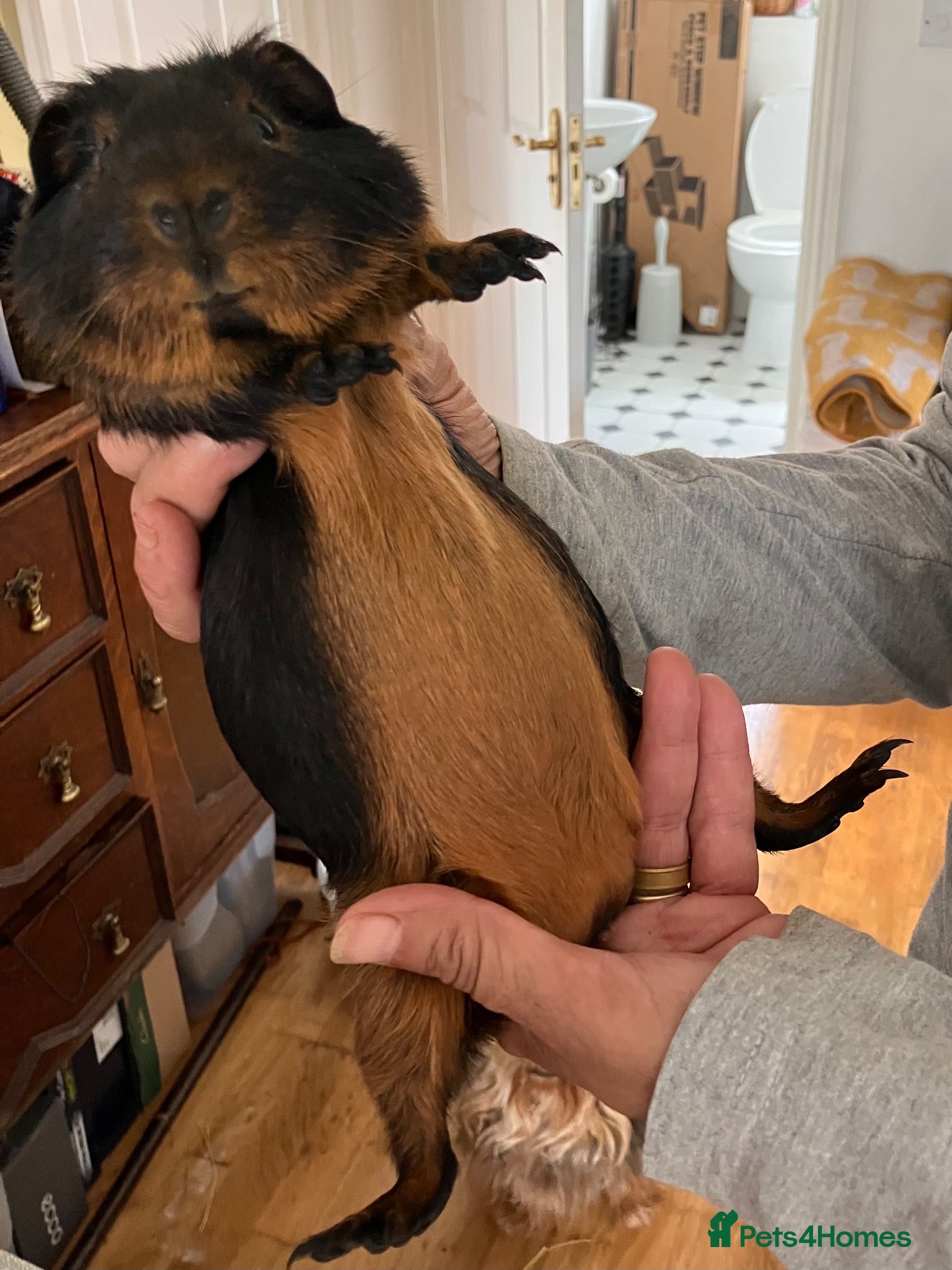 Guinea Pig rodents Young guinea pig boars for sale -bonded - Advert 2