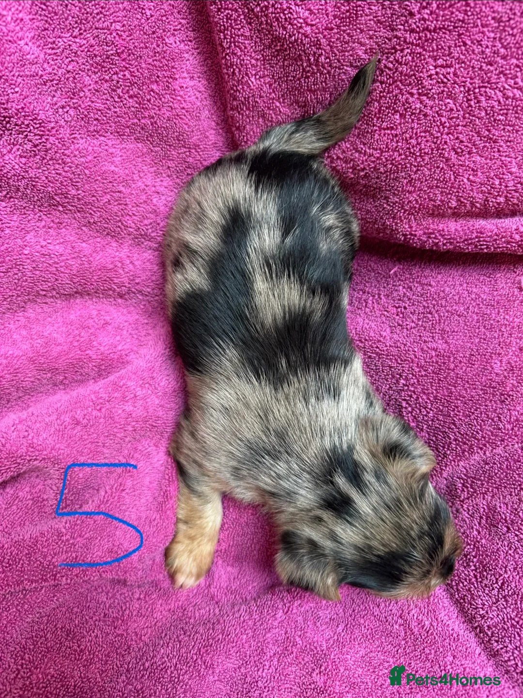 Chorkie dogs for sale: Chorkie Merle puppies ready from 5th March  - Advert 11