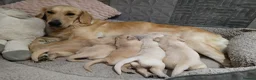 Golden Retriever dogs for sale: PEDIGREE GOLDEN RETRIEVERS  - Advert 11