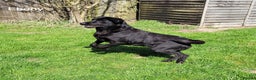 Labrador Retriever dogs for sale: Labrador Retriever - Black - Advert 2
