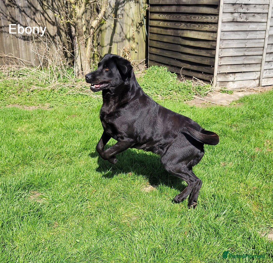Labrador Retriever dogs for sale: Labrador Retriever - Black - Advert 2