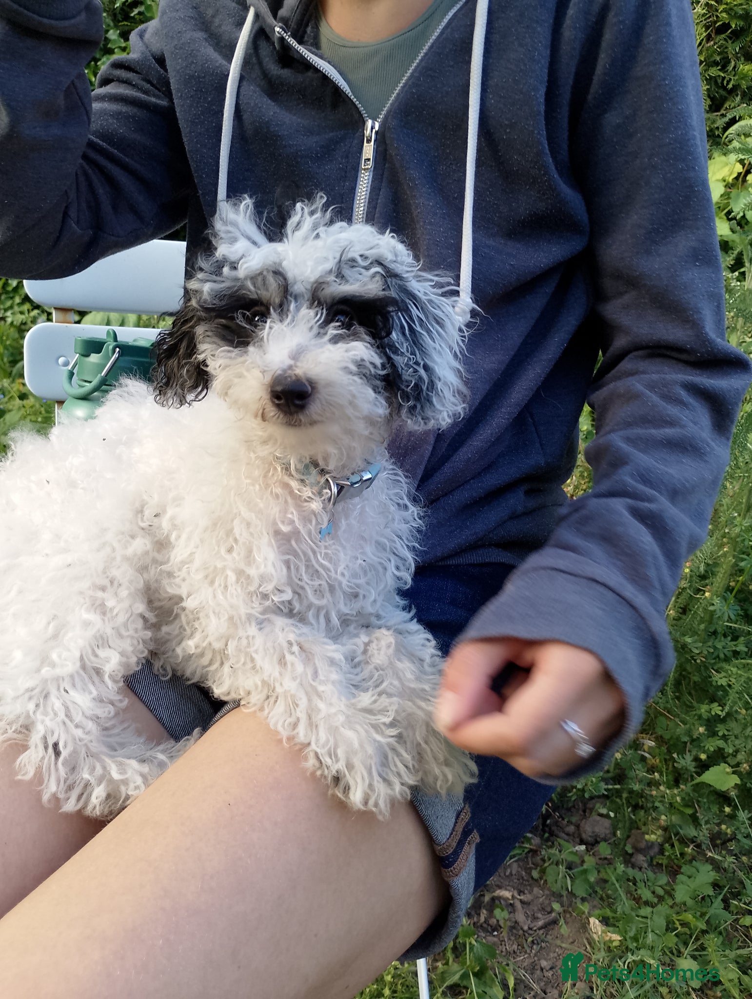 Mixed Breed dogs Poodle ( unspecified) - Advert 1