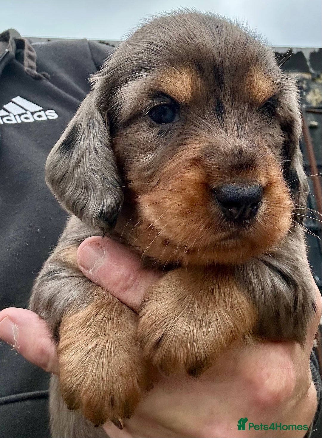 Dachshund dogs for stud: LONGHAIRED KC REG TRI COLOURED STANDARD FOR STUD  in Lancaster - Advert 16