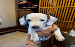 Miniature Dachshund dogs for sale: Gorgeous Miniature Daschund Puppies  - Image 3