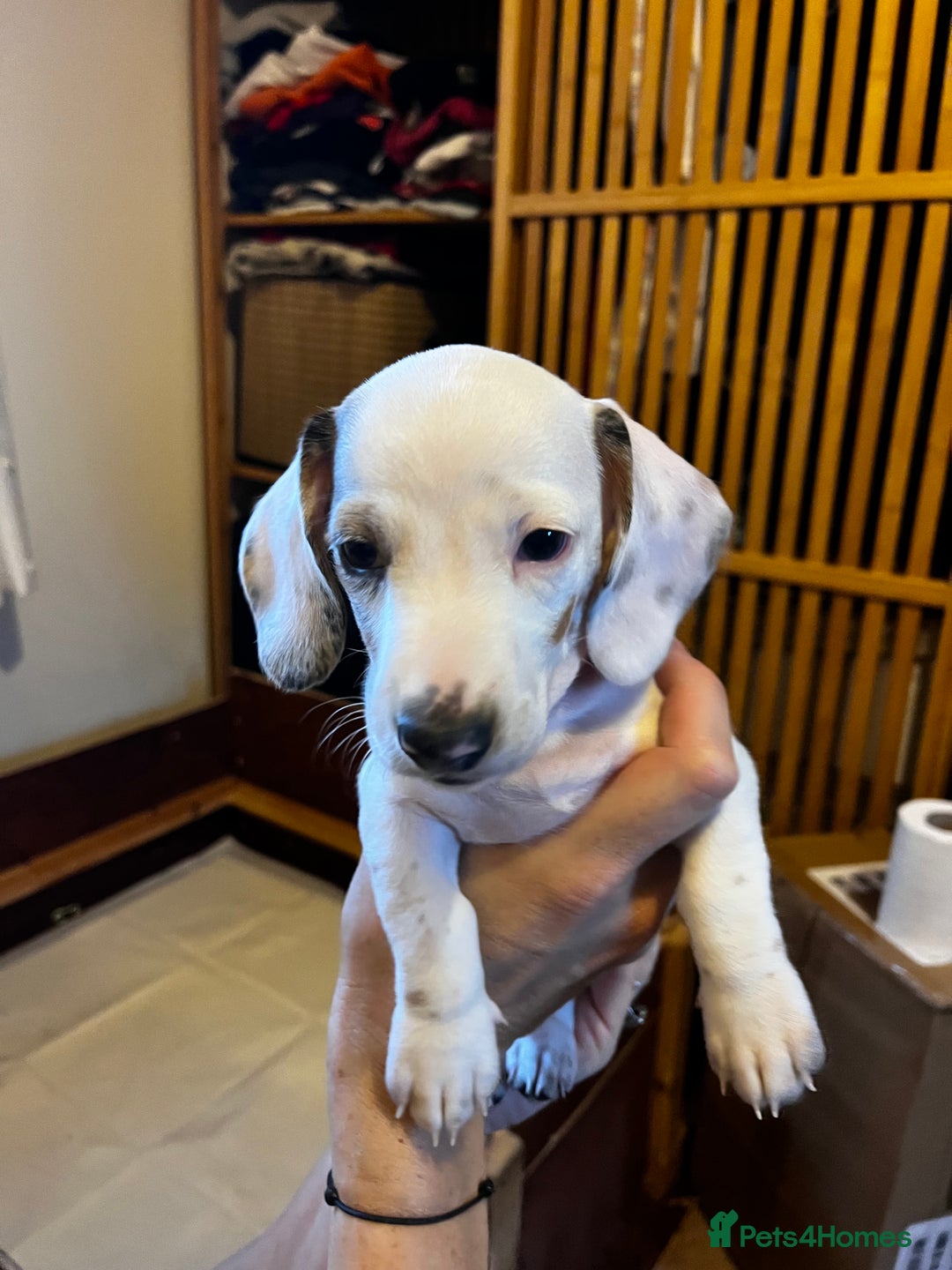 Miniature Dachshund dogs for sale: Gorgeous Miniature Daschund Puppies  - Image 3