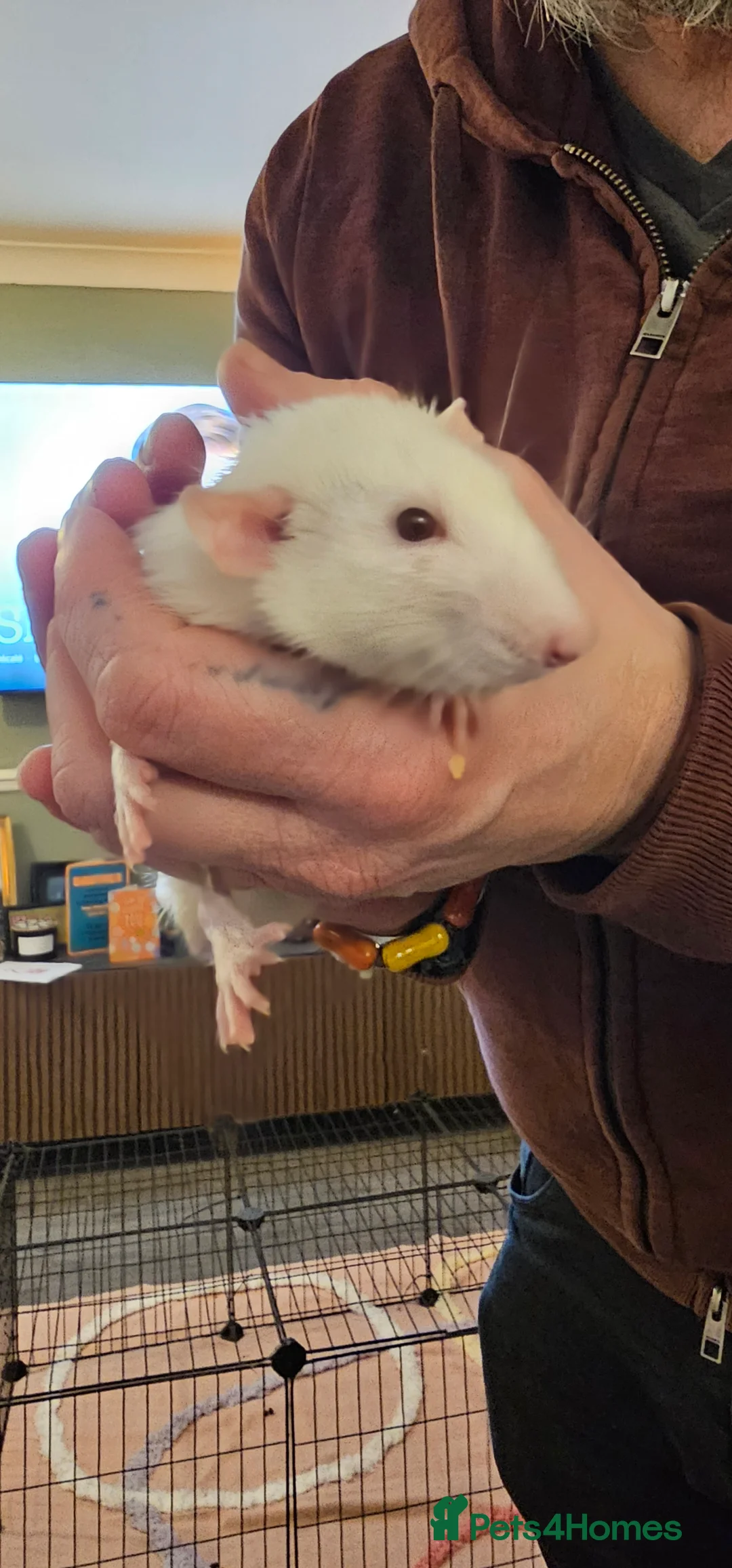 Rat rodents for sale: 3 male rats for re-homing - Advert 3