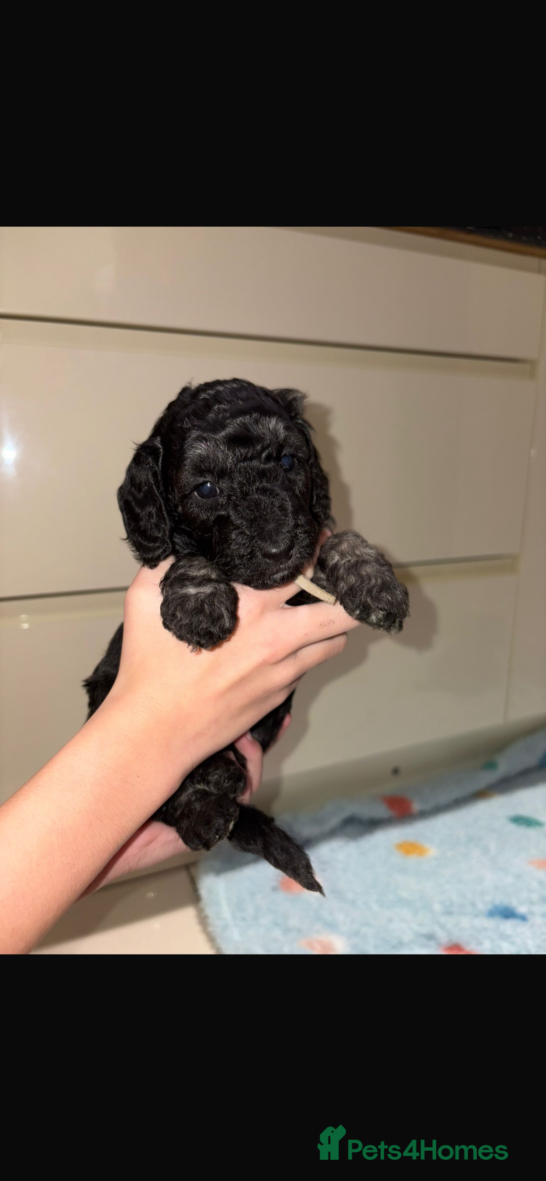 Miniature Poodle dogs for sale: Miniature Merle poodle puppies 🌈🐶❤️ - Advert 15