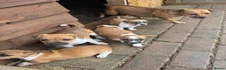 Jack Russell dogs for sale: Jack Russell puppies for sale - Advert 6