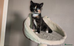 Mixed Breed cats for sale: 4 beautiful kittens - Image 13