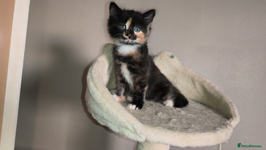 Mixed Breed cats for sale: 4 beautiful kittens - Image 13