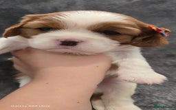 Cavalier King Charles Spaniel dogs for sale: 🐶 KC Cavalier King Charles Spaniel Puppies 🐶 - Image 12