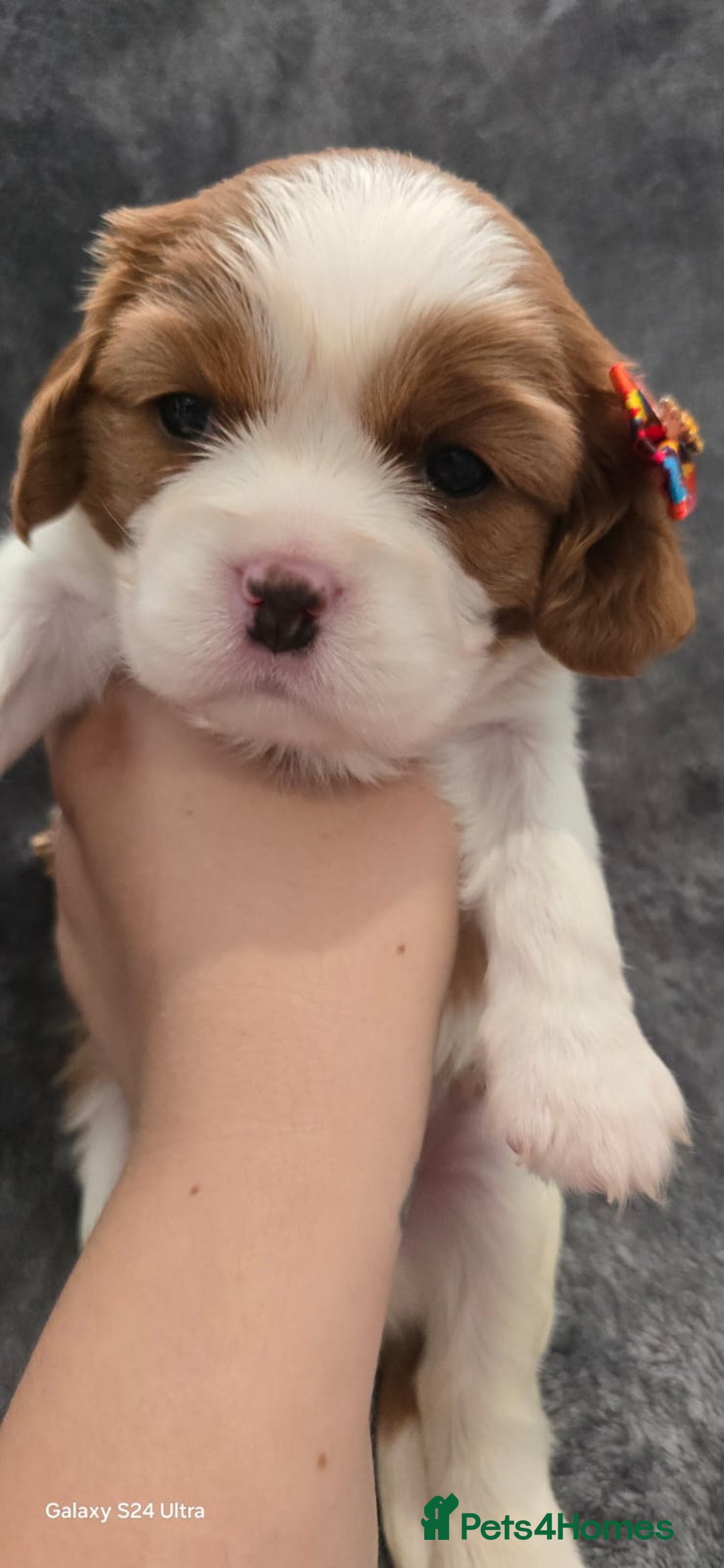 Cavalier King Charles Spaniel dogs for sale: 🐶 KC Cavalier King Charles Spaniel Puppies 🐶 - Image 12