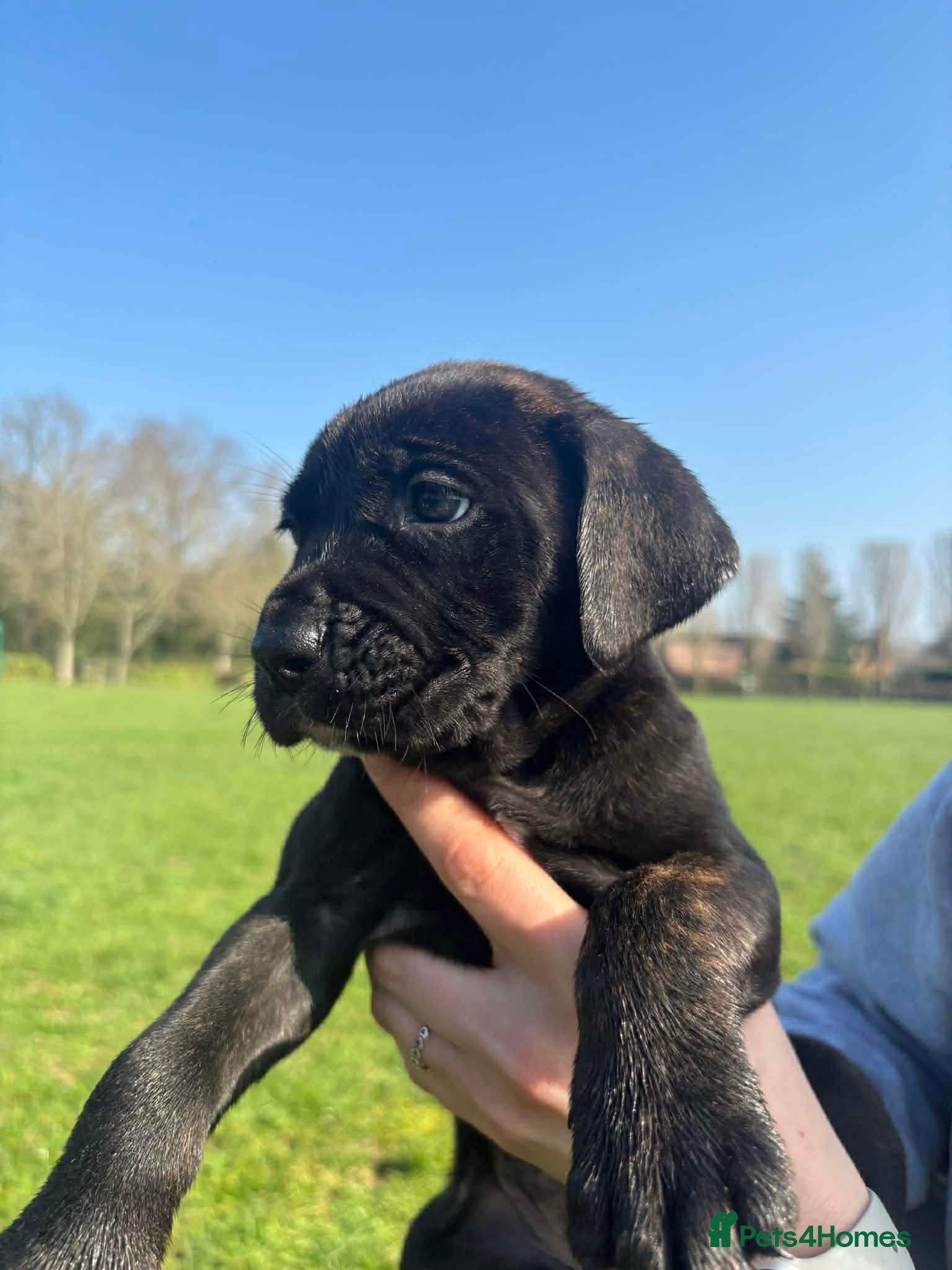 Cane Corso dogs Cane Corso, sweet,raised with love and to be loved in Reading - Advert 17