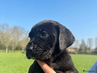 Cane Corso dogs Cane Corso, sweet,raised with love and to be loved in Reading - Advert 2