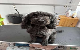 Cockapoo dogs for sale: Adorable F2 Cockapoos Puppies - Image 11