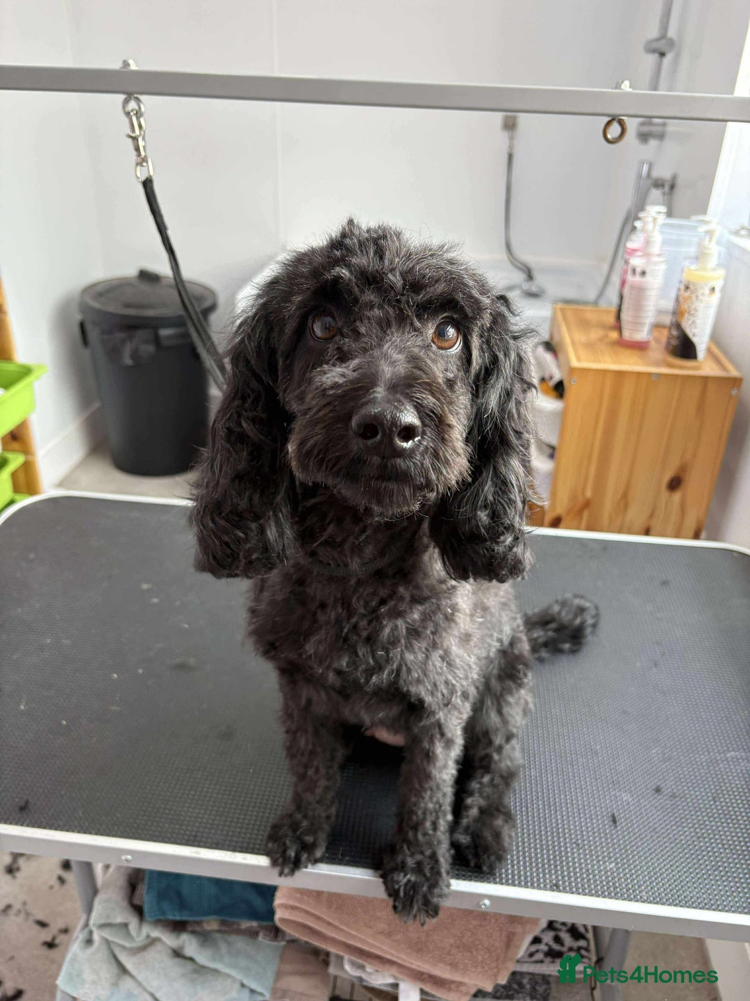 Cockapoo dogs for sale: Adorable F2 Cockapoos Puppies - Image 11