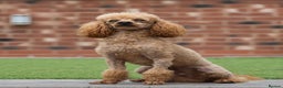 Cavapoo dogs for sale: X5 Beautiful F1b Cavapoo puppies remaining  - Advert 8