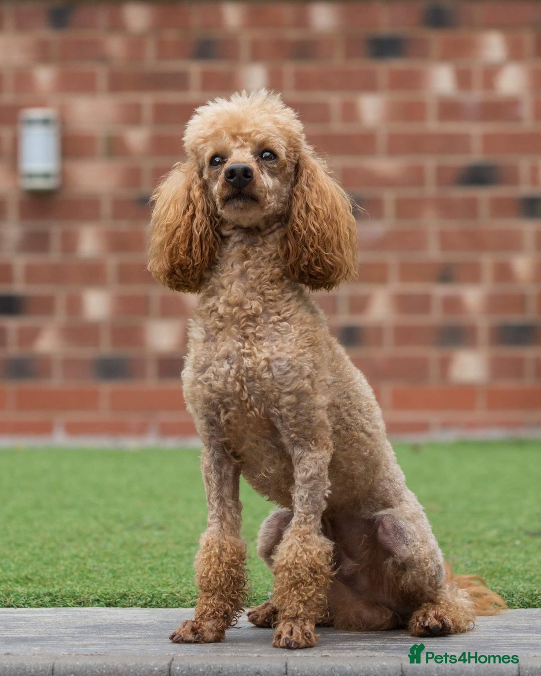Cavapoo dogs for sale: X5 Beautiful F1b Cavapoo puppies remaining  - Advert 8