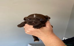 Shih Tzu dogs for sale: 5 Beautiful Shih Tzu for sale - Image 10