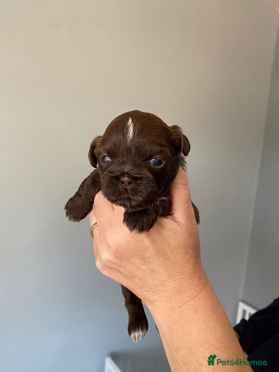Shih Tzu dogs for sale: 5 Beautiful Shih Tzu for sale - Image 10