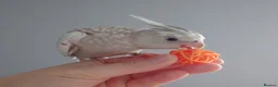 Cockatiels birds for sale: Hand reared silly tame DNA sexed baby cockatiels  - Advert 23