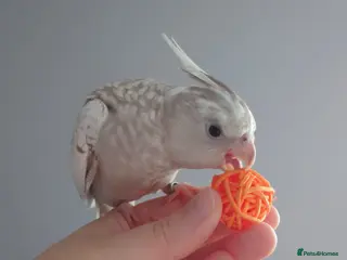 Cockatiels birds Hand reared silly tame DNA sexed baby cockatiels - Advert 2