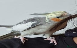 Cockatiels birds for sale: Hand tamed young Cockatiel  - Image 2