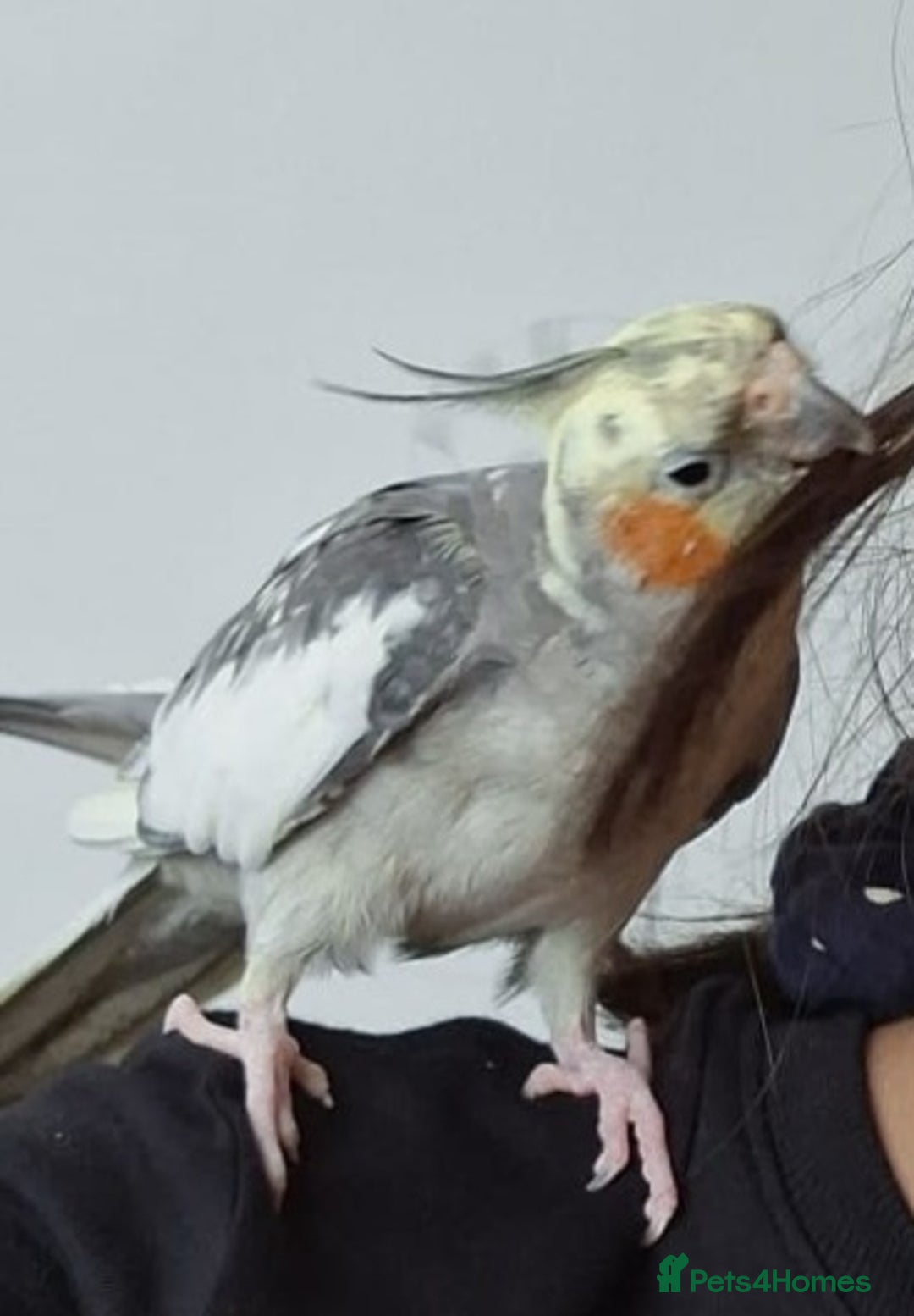 Cockatiels birds for sale: Hand tamed young Cockatiel  - Image 2
