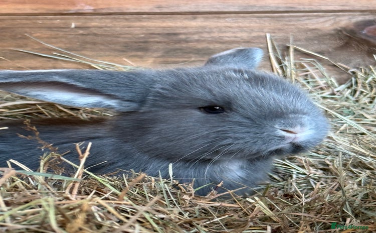 French Lop rabbits - Advert 2