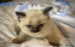Ragdoll cats for sale: Pure Ragdoll Kittens - Image 11