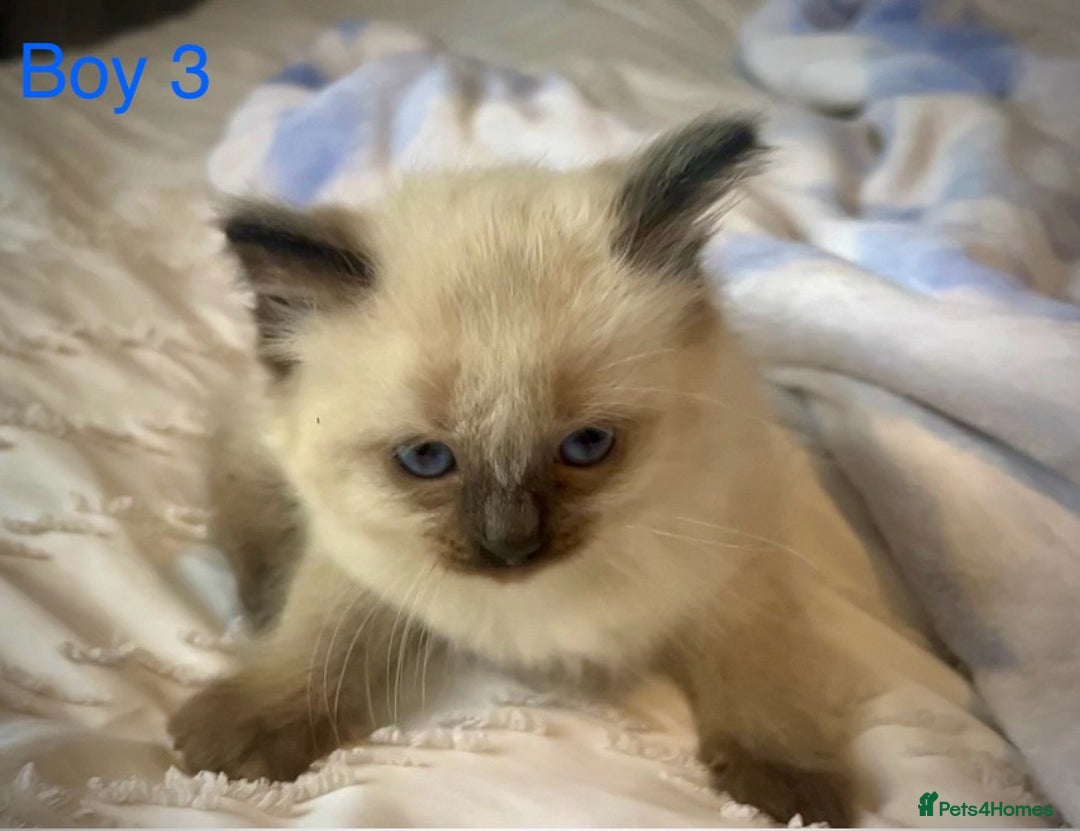 Ragdoll cats for sale: Pure Ragdoll Kittens - Image 11