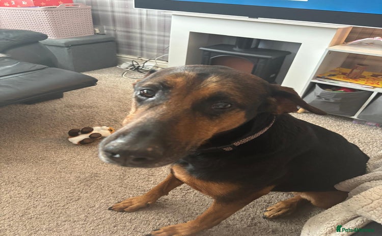 Mixed Breed dogs - Advert 5