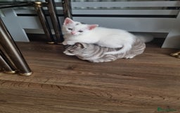 Turkish Angora cats for sale: Turkish angora mix - Image 3