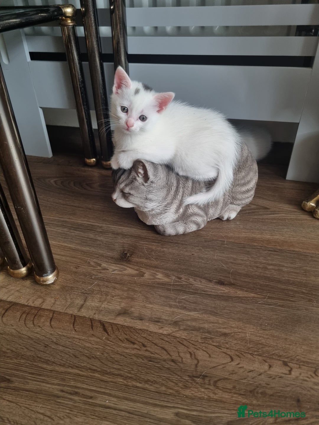 Turkish Angora cats for sale: Turkish angora mix - Image 3