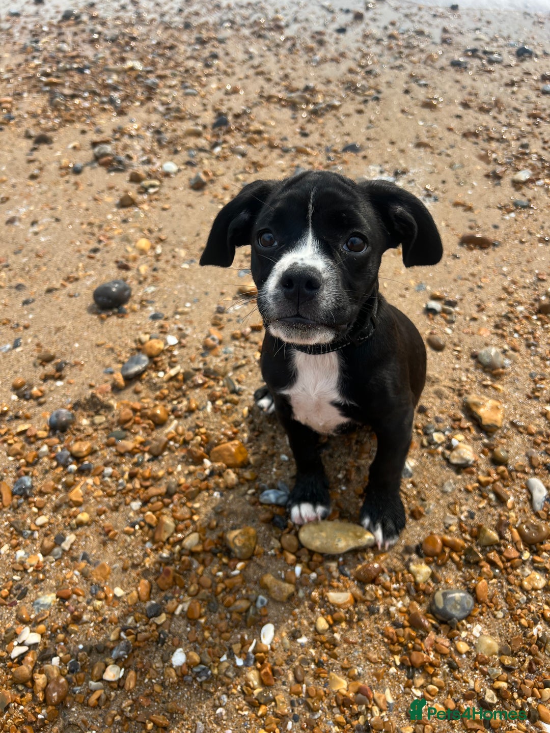 Mixed Breed dogs for sale: Female cocker bull  - Advert 4