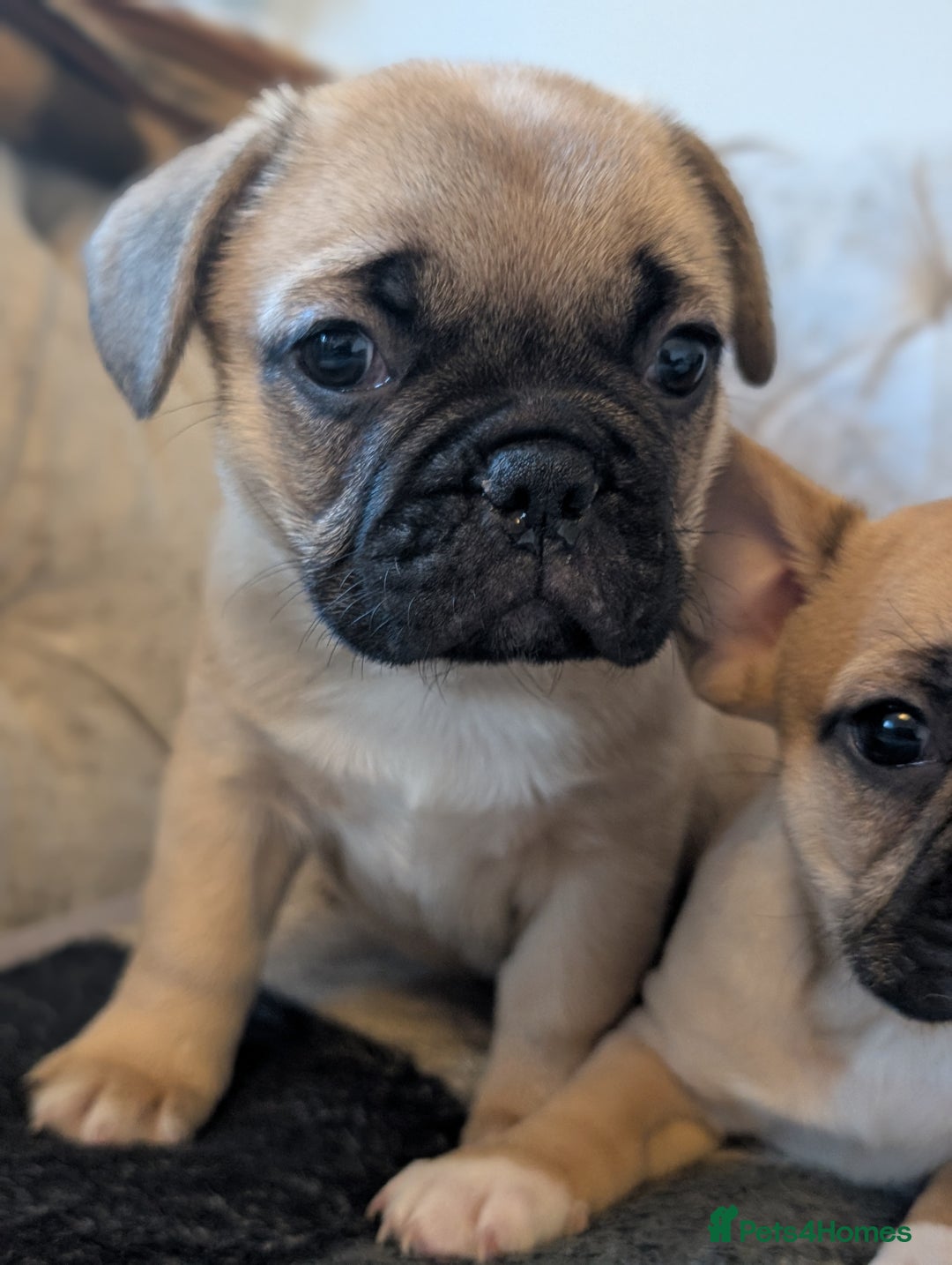 French Bulldog dogs for sale: French bulldog puppy's ready to go! - Advert 13