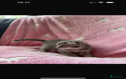 Mixed Breed cats for sale: Ragdoll X Scottish Fold  - Image 5