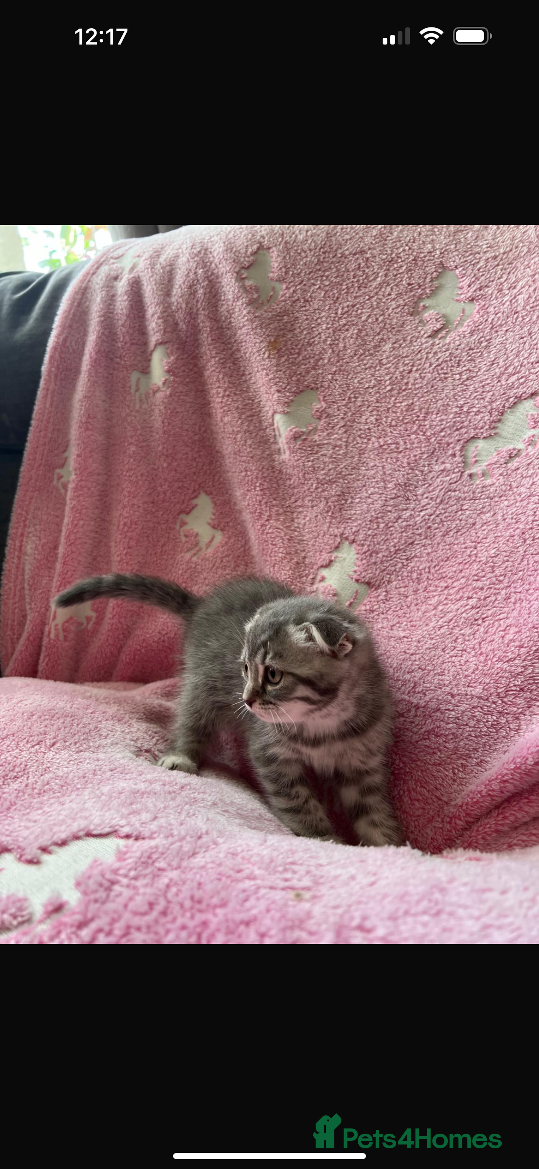 Mixed Breed cats for sale: Ragdoll X Scottish Fold  - Image 5
