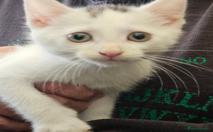Mixed Breed cats - Advert 17