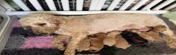 Cockapoo dogs for sale: The Dukes of Hazzard Cockapoo litter 2F 5M - Advert 1