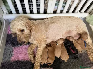 Cockapoo dogs The Dukes of Hazzard Cockapoo litter 2F 5M - Advert 1