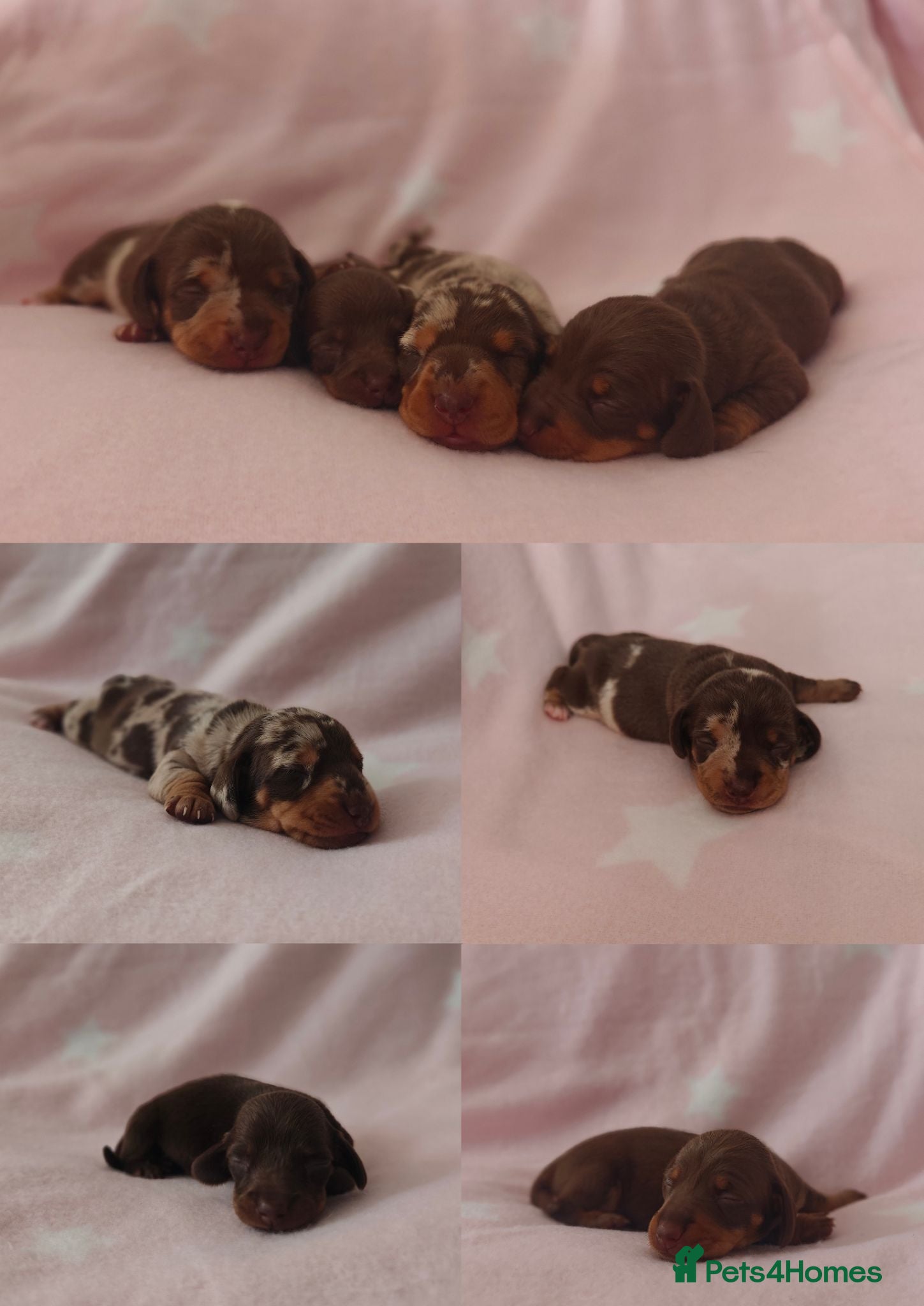 Miniature Dachshund dogs 🩷 4 stunning full miniature dachshund girls 🩷 - Advert 1