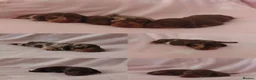 Miniature Dachshund dogs for sale: 🩷 4 stunning full miniature dachshund girls 🩷 - Advert 1