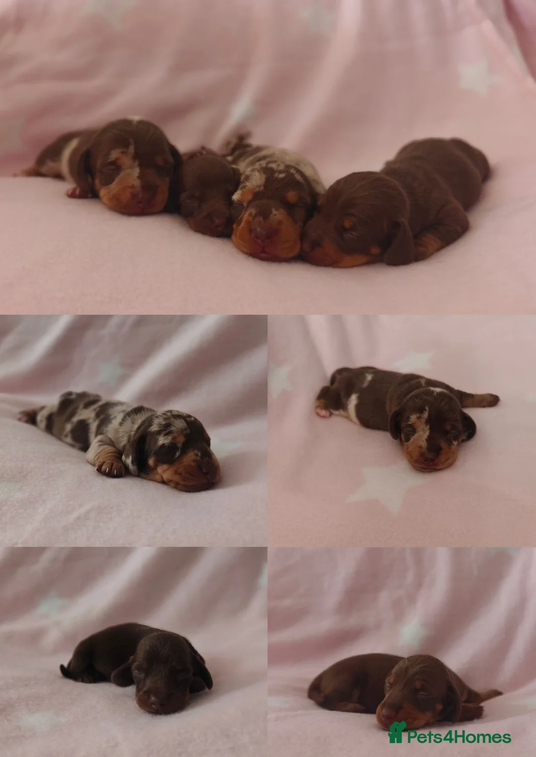 Miniature Dachshund dogs for sale: 🩷 4 stunning full miniature dachshund girls 🩷 - Advert 1