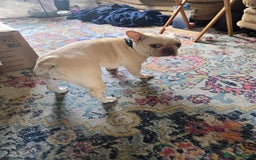 French Bulldog dogs for sale: Cream/Platinum 3.5 yr old French Bulldog - Image 4