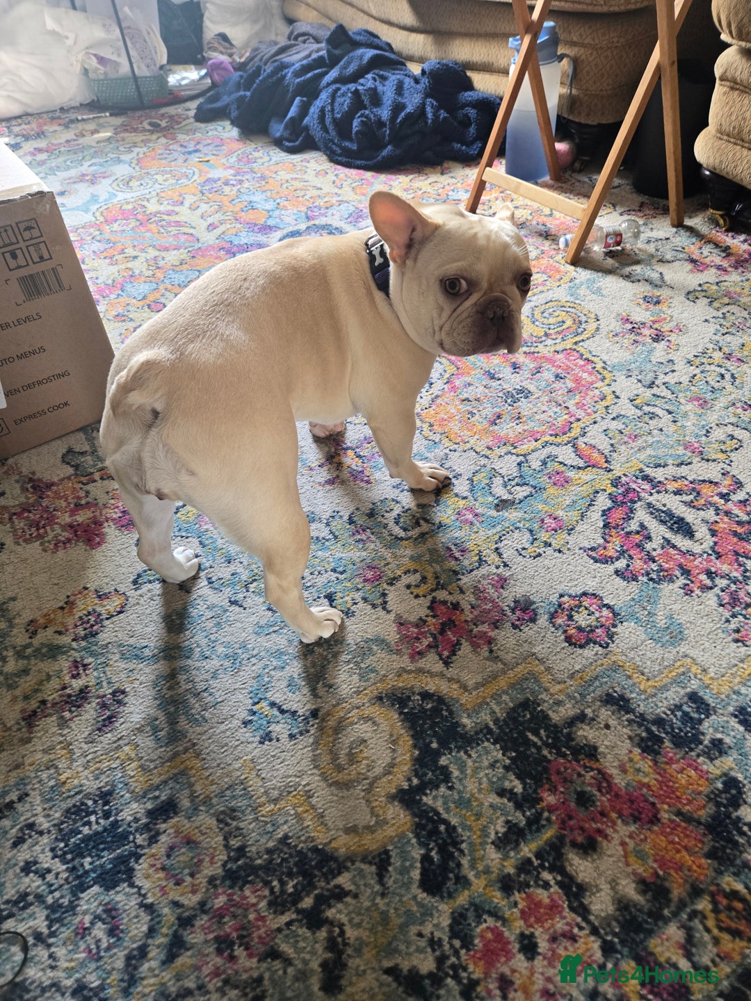 French Bulldog dogs for sale: Cream/Platinum 3.5 yr old French Bulldog - Image 4