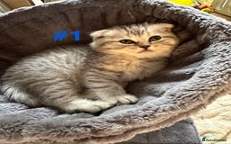 Scottish Fold cats for sale: Adorable Scottish Fold Kittens Ready for New Homes - Image 20